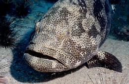 Thailand 2015 - Ko Tao - Merou Malabar _Epinephelus malabricus _IMG_3758_rc